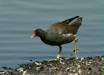 Moorhen